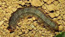 cutworms