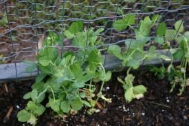 peas on trellis