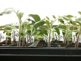 seedlings